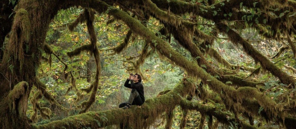 actualité LE CHANT DES FORETS