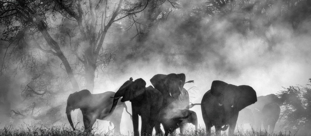actualité GHOST ELEPHANTS