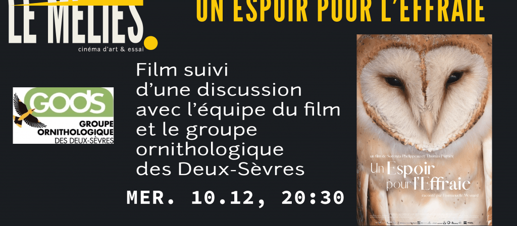 actualité un espoir pour l'effraie