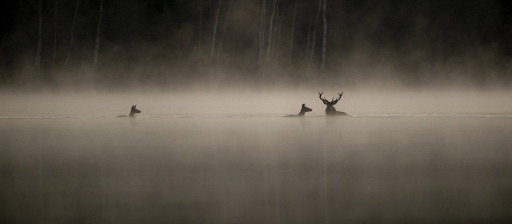 actualité LE CHANT DES FORET